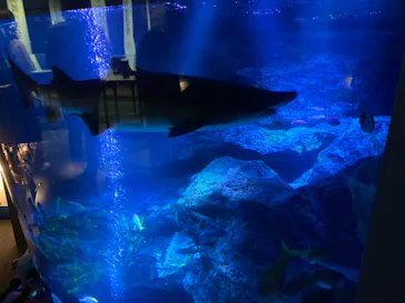 すみだ水族館に投稿された画像（2022/6/18）
