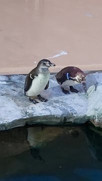 アクアワールド茨城県大洗水族館に投稿された画像（2022/6/18）