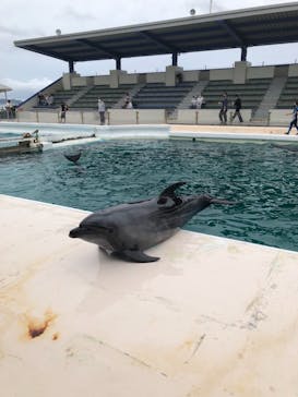 鴨川シーワールドに投稿された画像（2022/6/18）