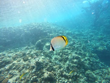 青の洞窟専門店　沖縄ダイビングショップ和に投稿された画像（2022/6/18）