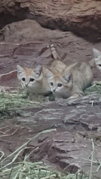 那須どうぶつ王国に投稿された画像（2022/6/18）