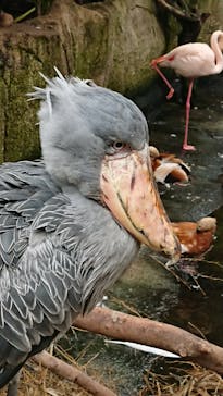 那須どうぶつ王国に投稿された画像（2022/6/18）