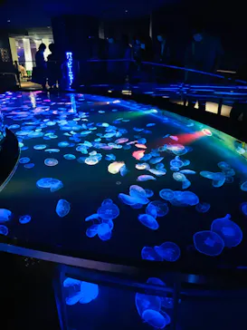 すみだ水族館に投稿された画像（2022/6/18）