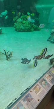 鴨川シーワールドに投稿された画像（2022/6/18）