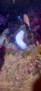 島根県立 しまね海洋館に投稿された画像（2022/6/18）