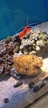 島根県立 しまね海洋館に投稿された画像（2022/6/18）