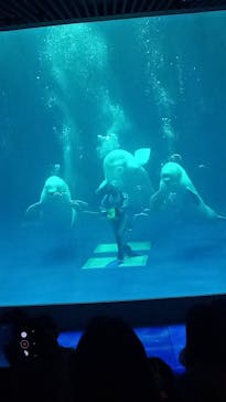 島根県立 しまね海洋館に投稿された画像（2022/6/18）