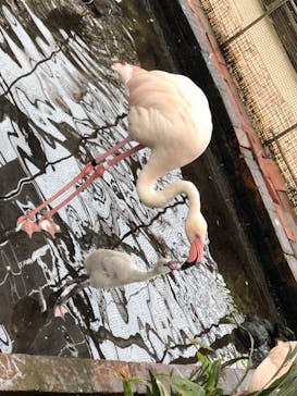 富士花鳥園に投稿された画像（2022/6/18）