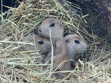 神戸どうぶつ王国に投稿された画像（2022/6/18）