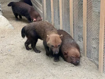 神戸どうぶつ王国に投稿された画像（2022/6/18）