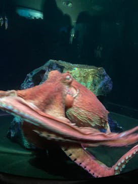 サンシャイン水族館に投稿された画像（2022/6/18）