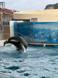 新江ノ島水族館に投稿された画像（2022/6/19）