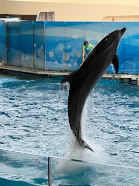 新江ノ島水族館に投稿された画像（2022/6/18）