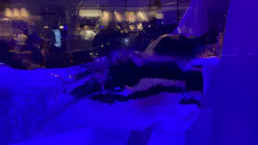 すみだ水族館に投稿された画像（2022/6/18）