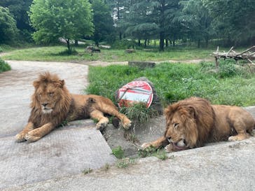 群馬サファリパークに投稿された画像（2022/6/19）