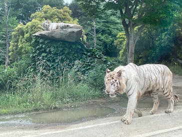 群馬サファリパークに投稿された画像（2022/6/19）