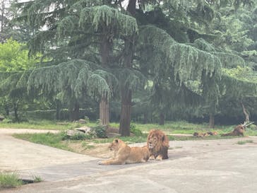 群馬サファリパークに投稿された画像（2022/6/19）