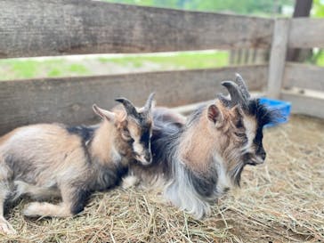 群馬サファリパークに投稿された画像（2022/6/19）