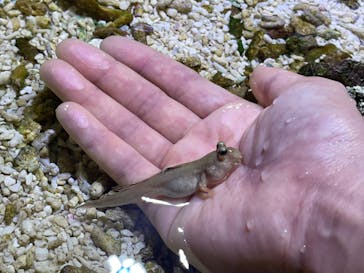 ゼロ距離水族館 伊勢シーパラダイスに投稿された画像（2022/6/19）