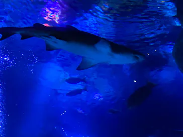 すみだ水族館に投稿された画像（2022/6/19）