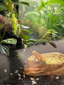 カワスイ 川崎⽔族館に投稿された画像（2022/6/19）