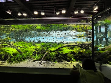 カワスイ 川崎⽔族館に投稿された画像（2022/6/19）