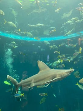 鴨川シーワールドに投稿された画像（2022/6/19）