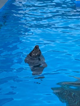 鴨川シーワールドに投稿された画像（2022/6/19）