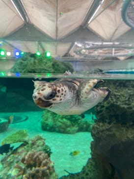 鴨川シーワールドに投稿された画像（2022/6/19）