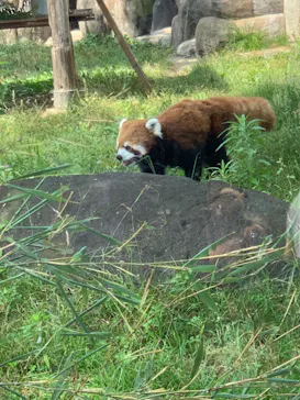 天王寺動物園に投稿された画像（2022/6/19）