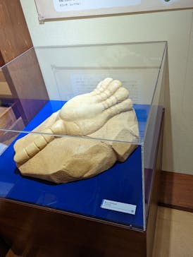 国立科学博物館　特別企画展「ポケモン化石博物館」に投稿された画像（2022/6/19）