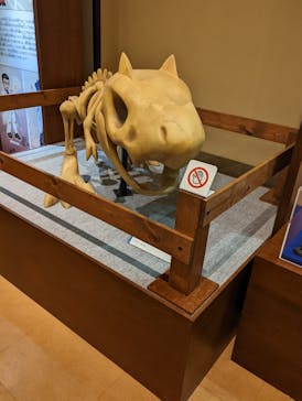 国立科学博物館　特別企画展「ポケモン化石博物館」に投稿された画像（2022/6/19）