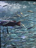 サンシャイン水族館に投稿された画像（2022/6/19）
