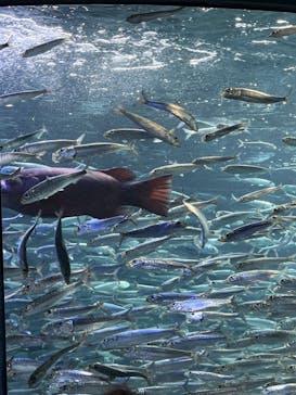 サンシャイン水族館に投稿された画像（2022/6/19）