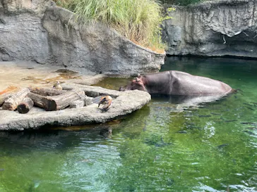 天王寺動物園に投稿された画像（2022/6/19）