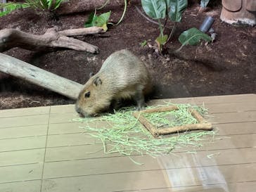 カワスイ 川崎⽔族館に投稿された画像（2022/6/19）