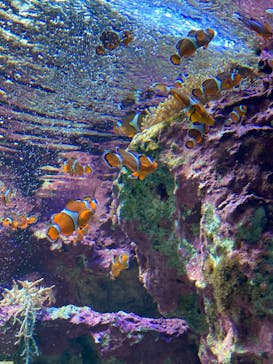 サンシャイン水族館に投稿された画像（2022/6/19）