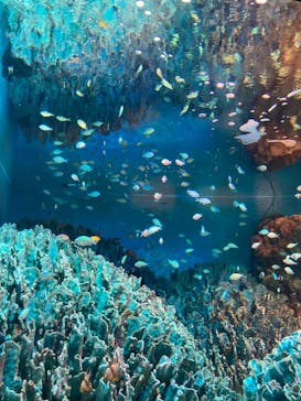 サンシャイン水族館に投稿された画像（2022/6/19）