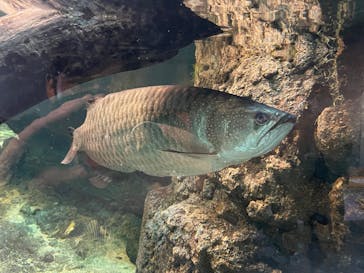 名古屋港水族館に投稿された画像（2022/6/19）