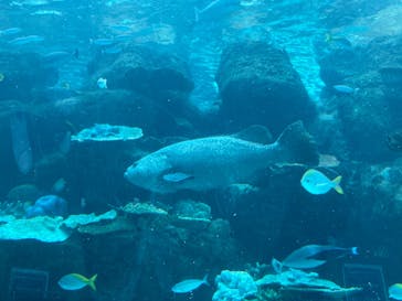 名古屋港水族館に投稿された画像（2022/6/19）