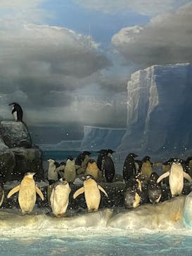 名古屋港水族館に投稿された画像（2022/6/19）