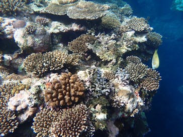 石垣島 ADVENTURE PiPi（イシガキジマアドベンチャーピピ）に投稿された画像（2022/6/19）