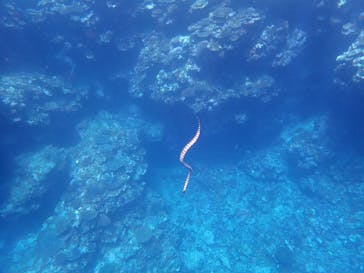 石垣島 ADVENTURE PiPi（イシガキジマアドベンチャーピピ）に投稿された画像（2022/6/19）