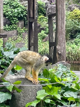 伊豆シャボテン動物公園に投稿された画像（2022/6/19）