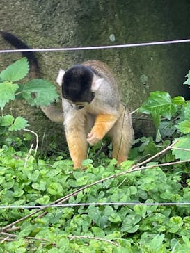 伊豆シャボテン動物公園に投稿された画像（2022/6/19）