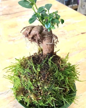 つぐみ工房に投稿された画像（2022/6/19）