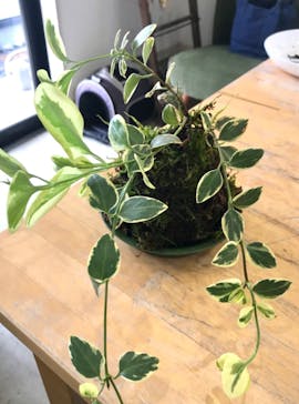 つぐみ工房に投稿された画像（2022/6/19）