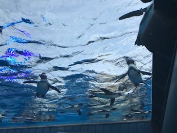 サンシャイン水族館に投稿された画像（2022/6/19）