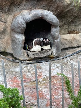 サンシャイン水族館に投稿された画像（2022/6/19）