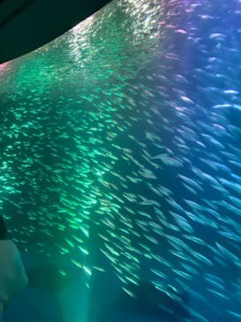 名古屋港水族館に投稿された画像（2022/6/19）